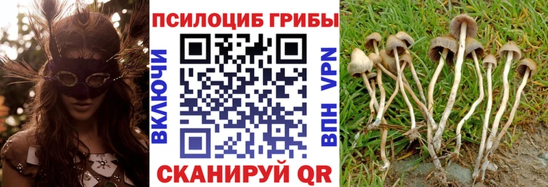 Псилоцибиновые грибы Psilocybe  Болгар 